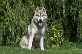 SIBERIAN HUSKY 927